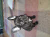 Foto №2 zu Ankündigung № 95740 zu verkaufen französische bulldogge - einkaufen Italien quotient 	ankündigung