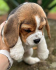 Foto №4. Ich werde verkaufen beagle in der Stadt Bonn. quotient 	ankündigung - preis - 360€