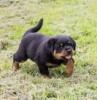 Foto №1. rottweiler - zum Verkauf in der Stadt Lisbon | 237€ | Ankündigung № 117807