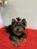 Foto №1. yorkshire terrier - zum Verkauf in der Stadt Kiew | 828€ | Ankündigung № 8938