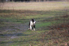 Foto №3. Amerikanischer Staffordshire Terrier. Serbien