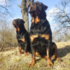 Zusätzliche Fotos: Rottweiler-Welpen möchten ihre neuen Besitzer kennenlernen