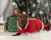 Foto №2 zu Ankündigung № 33371 zu verkaufen american pit bull terrier - einkaufen Russische Föderation züchter