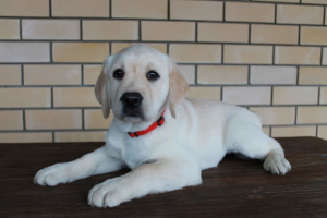 Zusätzliche Fotos: Welpen Labrador Retriever zum Verkauf angeboten