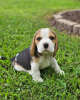 Foto №2 zu Ankündigung № 124722 zu verkaufen beagle - einkaufen Deutschland 