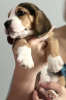 Foto №2 zu Ankündigung № 111702 zu verkaufen beagle - einkaufen Vereinigte Arabische Emirate züchter