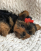 Foto №2 zu Ankündigung № 97352 zu verkaufen yorkshire terrier - einkaufen Deutschland quotient 	ankündigung