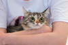 Zusätzliche Fotos: Flauschige dreifarbige Katze Maggie in guten Händen