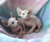 Foto №2 zu Ankündigung № 9558 zu verkaufen sphynx cat - einkaufen Australien vom kindergarten, aus dem tierheim