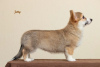 Zusätzliche Fotos: Welsh Corgi Pembroke. Interessante Mädchen mit UKU-Dokumenten