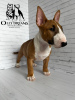 Foto №4. Ich werde verkaufen bullterrier in der Stadt Paris. züchter - preis - 2300€