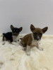 Foto №3. Basenji puppies cheap. Serbien