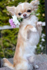 Foto №3. Chihuahua zur Adoption. USA