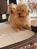 Foto №3. Maltipoo welpen. Serbien