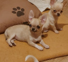 Zusätzliche Fotos: Chihuahua-Mini und Super-Mini