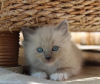 Foto №1. ragdoll-katze - zum Verkauf in der Stadt Hawaiian Paradise Park | 331€ | Ankündigung № 114992