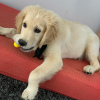 Foto №1. golden retriever - zum Verkauf in der Stadt Mondorf-les-Bains | 521€ | Ankündigung № 124851