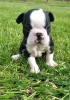 Foto №3. Entzückende Boston Terrier-Welpen zur kostenlosen Adoption. Deutschland