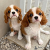 Foto №1. cavalier king charles spaniel - zum Verkauf in der Stadt Lisbon | 237€ | Ankündigung № 117804