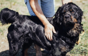Zusätzliche Fotos: Großer Hund Caesar