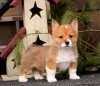 Foto №1. welsh corgi - zum Verkauf in der Stadt Даллас | 483€ | Ankündigung № 63528