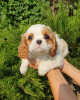 Foto №2 zu Ankündigung № 64614 zu verkaufen cavalier king charles spaniel - einkaufen Russische Föderation vom kindergarten, züchter