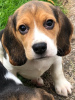 Foto №2 zu Ankündigung № 116069 zu verkaufen beagle - einkaufen Deutschland quotient 	ankündigung