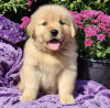 Foto №1. golden retriever - zum Verkauf in der Stadt Harrisburg | 284€ | Ankündigung № 103624