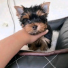 Foto №2 zu Ankündigung № 116780 zu verkaufen yorkshire terrier - einkaufen Finnland 