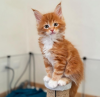 Foto №1. maine-coon-katze - zum Verkauf in der Stadt Neuchâtel | 400€ | Ankündigung № 116966