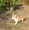 Foto №3. Male Welsh Corgi puppy. Serbien