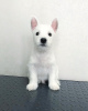 Foto №2 zu Ankündigung № 40061 zu verkaufen west highland white terrier - einkaufen Weißrussland 