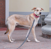 Foto №2 zu Ankündigung № 106926 zu verkaufen mischlingshund - einkaufen Russische Föderation quotient 	ankündigung
