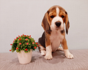 Foto №3. Ich werde Beagle-Welpen verkaufen. Russische Föderation