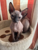 Foto №2 zu Ankündigung № 30821 zu verkaufen sphynx-katze - einkaufen Deutschland vom kindergarten