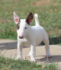 Foto №3. Mini-Bullterrier-Welpen. Serbien