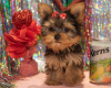 Foto №2 zu Ankündigung № 55878 zu verkaufen yorkshire terrier - einkaufen Belgien 