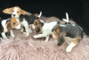 Foto №2 zu Ankündigung № 123640 zu verkaufen beagle - einkaufen Deutschland 