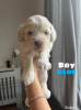 Foto №1. labradoodle - zum Verkauf in der Stadt Berlin | 350€ | Ankündigung № 107496