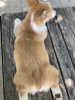 Foto №3. Welsh Corgi Welpen. Russische Föderation