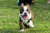 Foto №3. Boston Terrier-Welpen. Deutschland