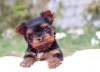 Foto №2 zu Ankündigung № 97259 zu verkaufen chihuahua, yorkshire terrier - einkaufen Deutschland quotient 	ankündigung