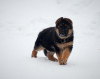 Foto №2 zu Ankündigung № 80271 zu verkaufen deutscher schäferhund - einkaufen Russische Föderation vom kindergarten