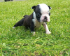 Foto №2 zu Ankündigung № 117788 zu verkaufen boston terrier - einkaufen Deutschland quotient 	ankündigung