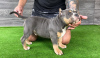 Foto №4. Ich werde verkaufen american bully in der Stadt Bijeljina. züchter - preis - verhandelt