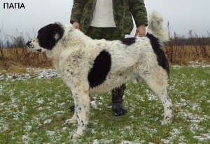 Zusätzliche Fotos: Zentralasiatischer Schäferhund Welpe / Rüde