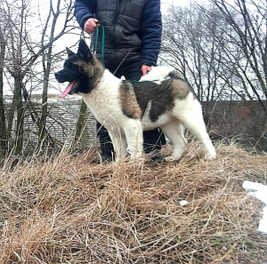 Foto №2 zu Ankündigung № 5458 zu verkaufen amerikanischer akita - einkaufen Russische Föderation vom kindergarten