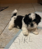 Foto №3. Reinrassiger Shih Tzu Welpe zu verkaufen. Deutschland