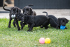 Foto №3. Cane Corso-Welpen. Serbien