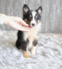 Foto №2 zu Ankündigung № 99455 zu verkaufen shetland sheepdog - einkaufen Deutschland 